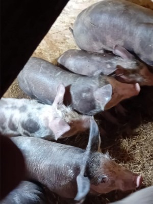 Scrofite si vieruși pietrean foto
