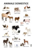 Plansa Animale domestice |, Didactica Publishing House
