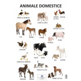Plansa Animale domestice |