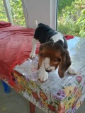Beagle tricolor