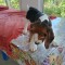 Beagle tricolor