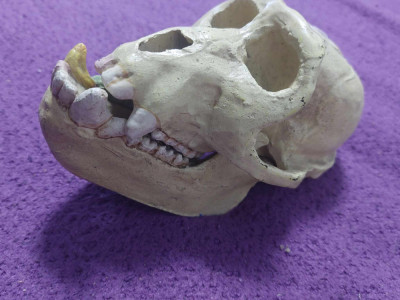 CRANIU Didactic vechi,craniu masiv cu mandibula mobila dinti inferiori-superiori foto