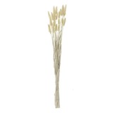 Ramuri Decorative Coada Iepurelui Bunny Tails Bej 60cm