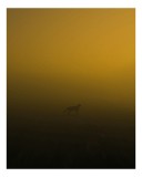 Tablou Canvas, "Silueta unei pisici &icirc;n ceață aurie", Silhouette, Felină, Ceață, Noapte, Galben, &Icirc;ntuneric, Mister, Liniște, 26 x 39 cm, CMCLASS