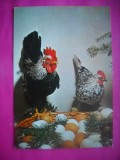 HOPCT 10882 FELICITARE PASCALA /PASTE -COCOS CU GAINA -NECIRCULATA