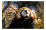 Tablou Canvas, "Panda Roșu &Icirc;ncălzit de Soare", Blană, Răsfățat, Somnoros, Privire, Copac, Foioase, Relaxare, 39 x 26 cm, CMCLASS