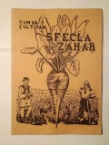 Cum să cultivăm sfecla de zahăr (Centrala Industrială Alimentară, 1949)