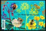 FRANTA 2016 FAUNA INSECTE ALBINE