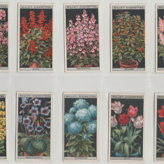 1925 Flori in ghivece - set complet 50 cartonase WILLS Cigarette Cards