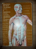Human anatomy vol 1- M. Prives, N. Lysenkov