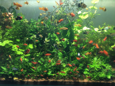 Platy -pesti exotici de acvariu foto