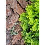 Scoarta decorativa 80-130 mm, 50 l