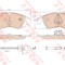 Set placute frana,frana disc AUDI A4 Avant (8K5, B8) (2007 - 2015) TRW GDB1768