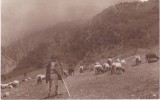 AMS % - ILUSTRATA CIOBAN CU OILE - NECIRCULATA, ED. CARTEA ROM,ANEASCA