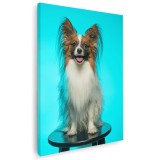 Tablou caine rasa Papillon Tablou canvas pe panza CU RAMA 30x40 cm