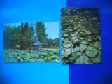 HOPCT LOT 2596 LACUL CU NUFERI BAILE FELIX -JUD BIHOR-2 CARTI POSTALE-CIRCULATE