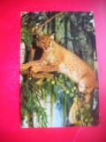 HOPCT 14892 RAS - FELINE - -FAUNA - -NECIRCULATA