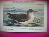 HOPCT 6343 PUFFINUS PUFFINUS PUFFINUS -PASARI DE APA -FAUNA EUROPA-CP CHROMO LITHO -MUZEUL REGAL STIINTE NATURALE BELGIA-NECIRCULATA, Printata