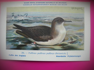 HOPCT 6343 PUFFINUS PUFFINUS PUFFINUS -PASARI DE APA -FAUNA EUROPA-CP CHROMO LITHO -MUZEUL REGAL STIINTE NATURALE BELGIA-NECIRCULATA foto