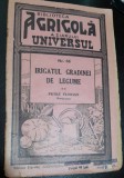 Irigatul gradinii de legume - Petre Florian