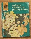 Cultura vitei de vie pe langa casa de Avram Tudosie Caleidoscop