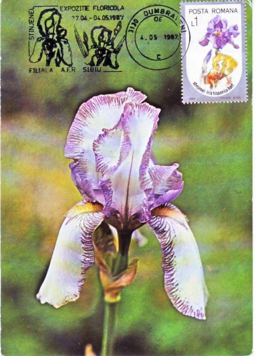 Romania 1987, CM, Expo Floricola Sibiu, Stanjenel