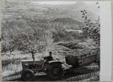 Sighisoara, recoltatul merelor// fotografie de presa, Romania 1900 - 1950, Portrete