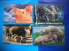 HOPCT LOT NR 433 PORC/PORCI -FAUNA -4 CARTI POSTALE-NECIRCULATE, Circulata, Printata