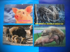 HOPCT LOT NR 433 PORC/PORCI -FAUNA -4 CARTI POSTALE-NECIRCULATE