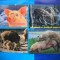 HOPCT LOT NR 433 PORC/PORCI -FAUNA -4 CARTI POSTALE-NECIRCULATE