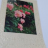 CARTE POSTALA FELICITARE CIRCULATA