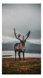 Tablou Canvas, "Rena pe crestele &icirc;nzăpezite ale Nordului", Majestic, Solitary, Regal, Serene, Wilderness, Antlers, Majestic, Landscape, 26 x 39 cm, CM