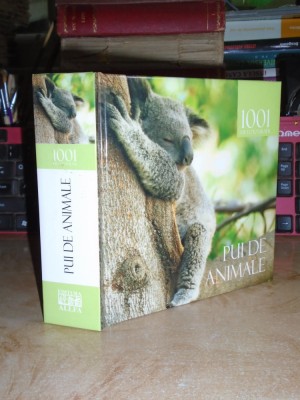 1001 DE FOTOGRAFII : PUI DE ANIMALE , 2008 foto
