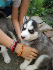 Ca?ele husky foto