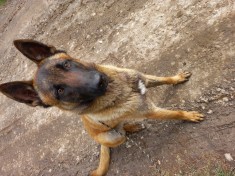 Monta Mascul Ciobanesc Belgian Malinois foto