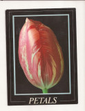 FA26-Carte Postala- ANGLIA - Rembrandt Tulip, circulata 1996, Necirculata, Fotografie
