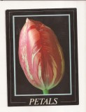 FA26-Carte Postala- ANGLIA - Rembrandt Tulip, circulata 1996