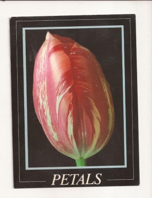 FA26-Carte Postala- ANGLIA - Rembrandt Tulip, circulata 1996 foto