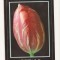 FA26-Carte Postala- ANGLIA - Rembrandt Tulip, circulata 1996