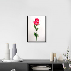 Trandafir rosu, pictura acuarela inramata ideal cadou foto