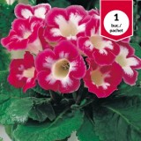Gloxinia Blance de Meru, bulb de primavara, 1 buc.