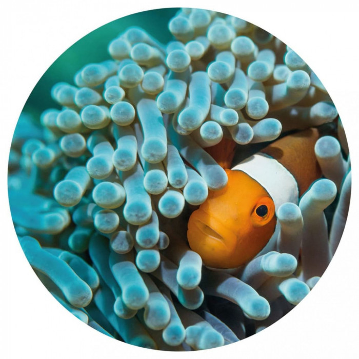 Tapet &icirc;n formă de cerc &bdquo;Nemo the Anemonefish&rdquo;, 190 cm