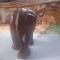Statuie elefant