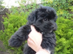 Bichon Maltez Negru / Black foto