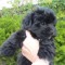 Bichon Maltez Negru / Black