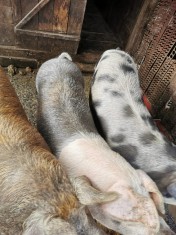 Vand porci 100 - 150 kg foto
