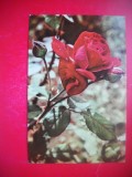 HOPCT 25103 TRANDAFIR FLORI -FELICITARE ANIVERSARA -CP VECHE -IP--INTREG POSTAL - ROMANIA - CIRCULATA