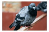Tablou Canvas, "Porumbel solitar pe ramură ruginită", Pigeon, Feathers, Urban, Rail, Perched, 39 x 26 cm, CMCLASS