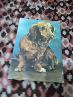 CARTE POSTALA -CATEL SORICAR -FELICITARE SARBATORI foto