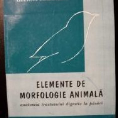 Elemente de morfologie animala